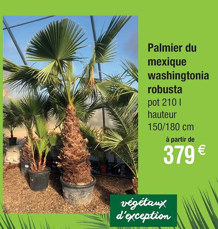 palmier du mexique washingtonia robusta