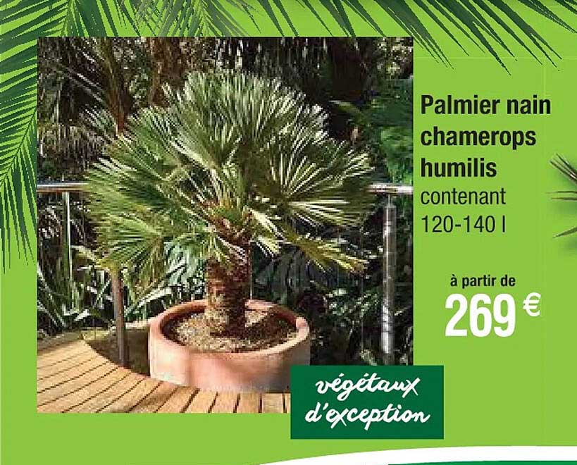palmier nain chamerops humilis