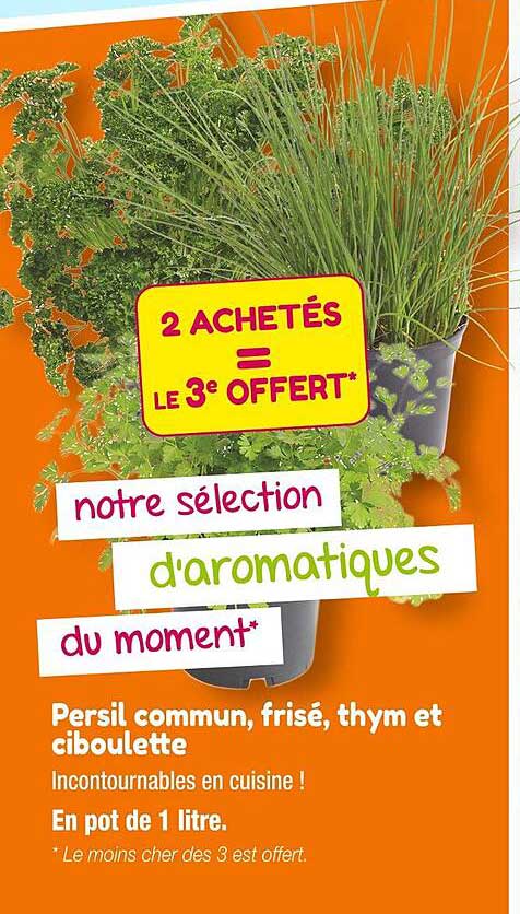 persil commun, frisé, thym et ciboulette