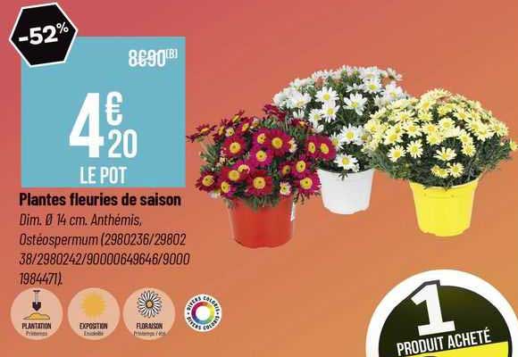 plantes fleuries de saison