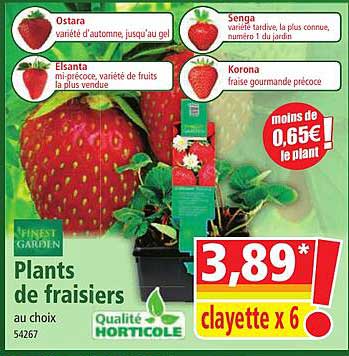 plants de fraisiers finest garden