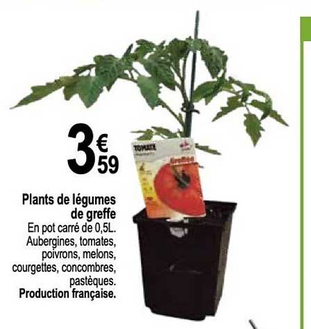 Plants De Légumes De Greffe