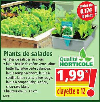 plants de salades