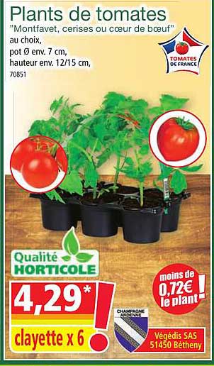 plants de tomates