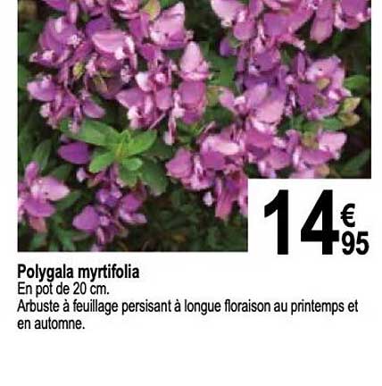 polygala myrtifolia