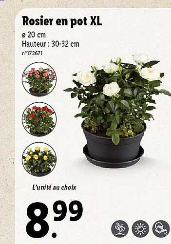 Rosier En Pot Xl