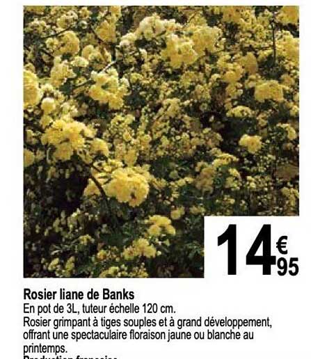 rosier liane de banks