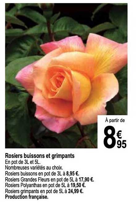 rosiers buissons et grimpants