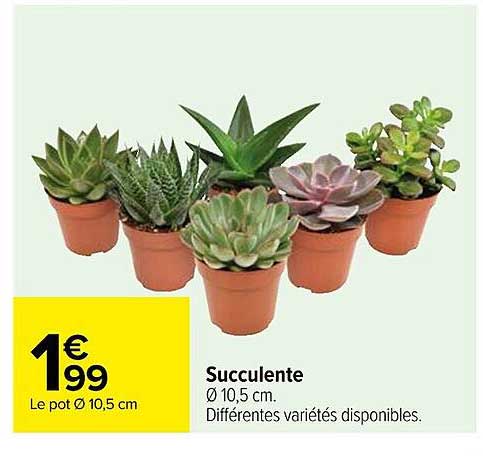 Succulente