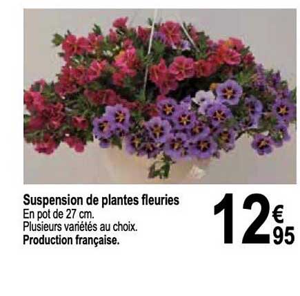 Suspension De Plantes Fleuries