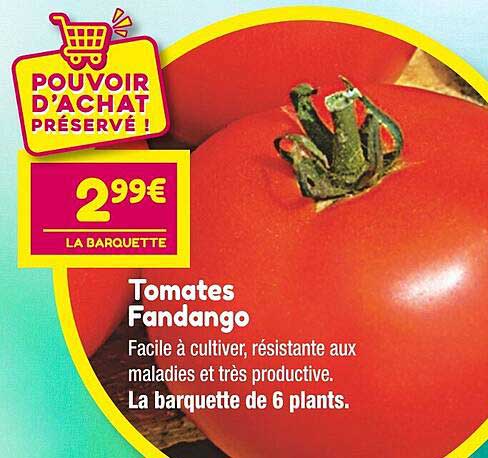 tomates fandango