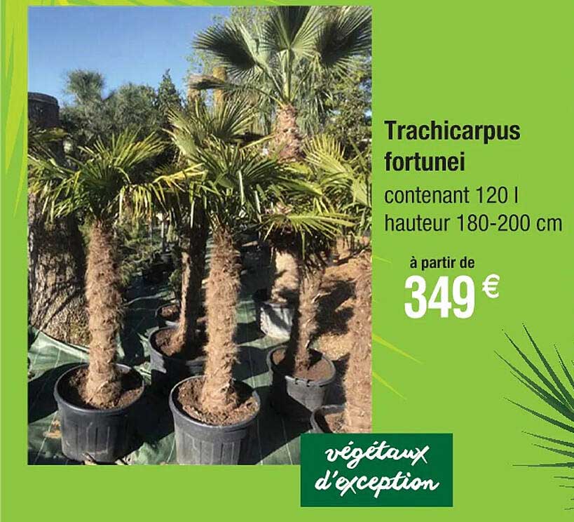 trachicarpus fortunei