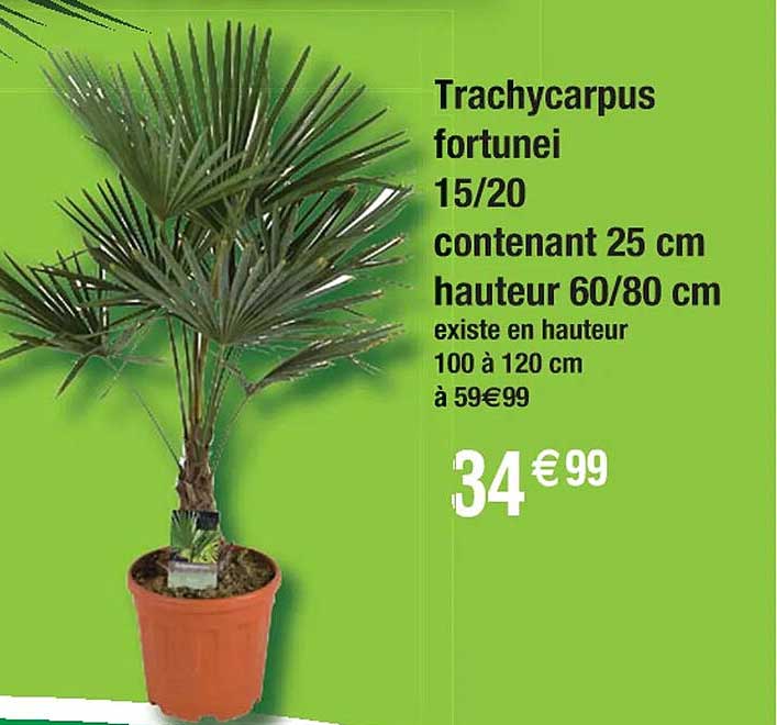 trachycarpus fortunei 15/20 contenant 25 cm hauteur 60/80 cm