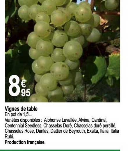 vignes de table