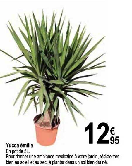 Yucca émilia