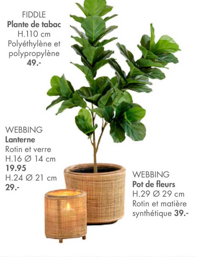 plante de tabac fiddle, lanterne webbing, pot de fleurs webbing