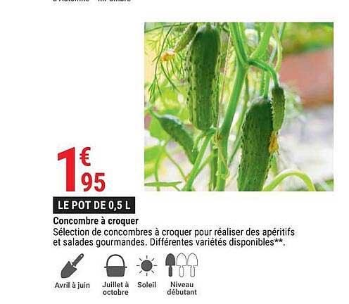 concombre à croquer