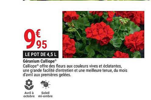 géranium calliope
