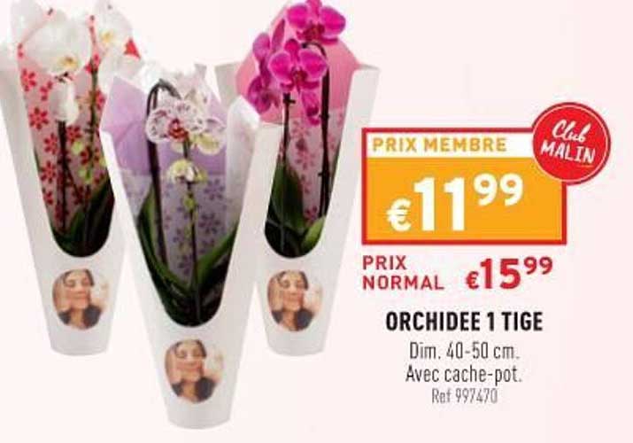 orchidée 1 tige