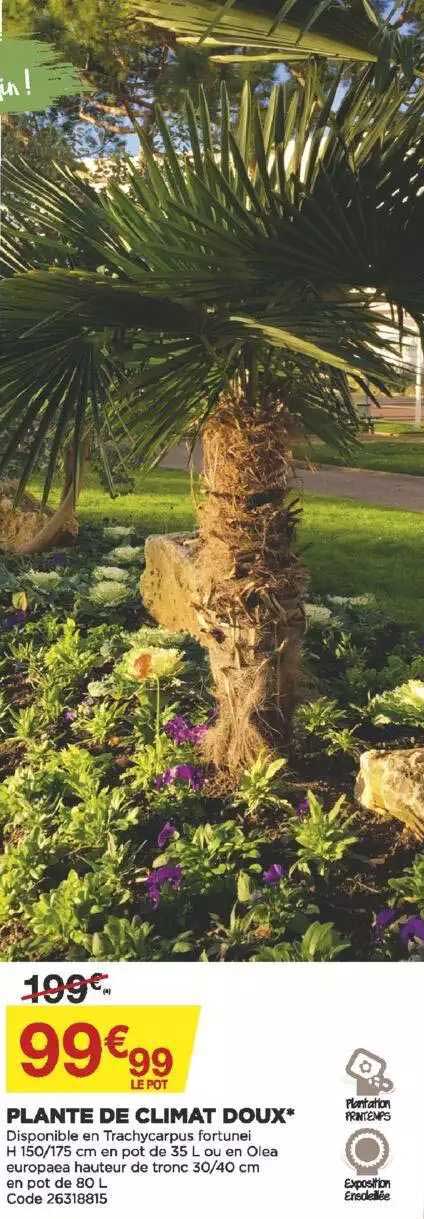 Plante De Climat Doux