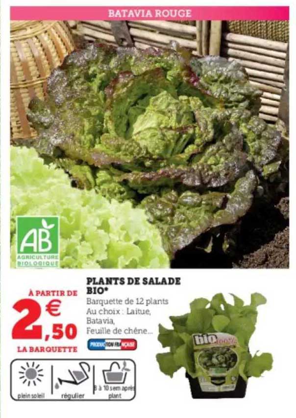plants de salade bio