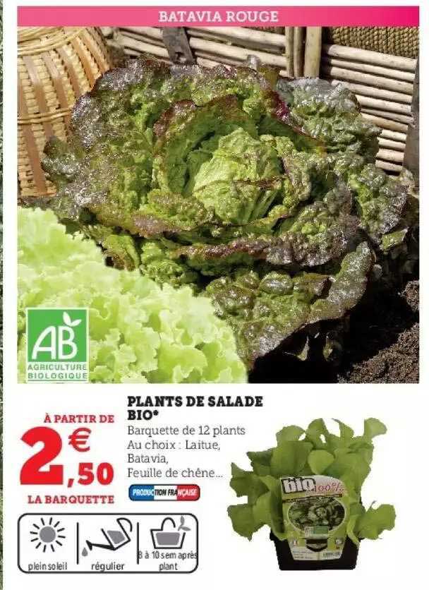 plants de salade bio
