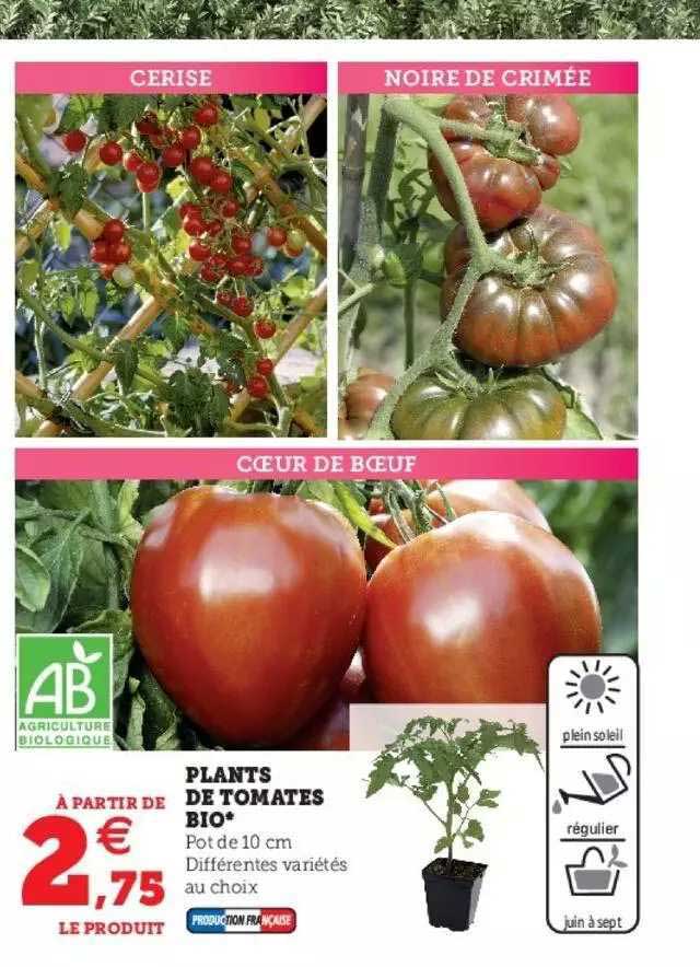 plants de tomates bio