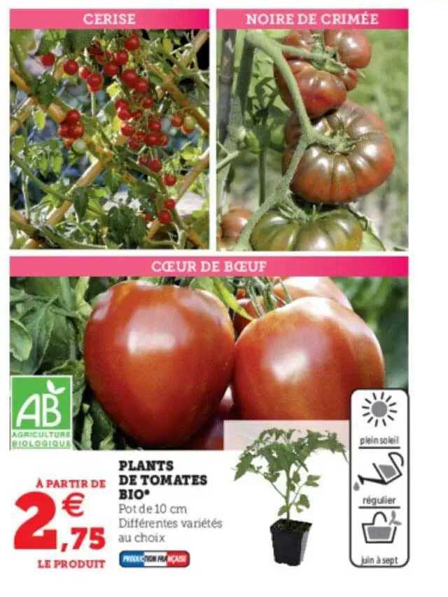 plants de tomates bio