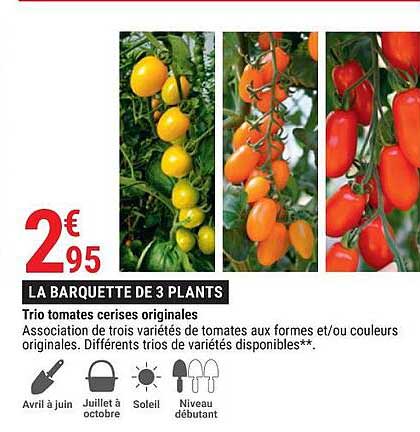 trio tomates cerises originales