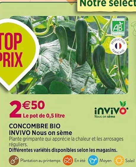 concombre bio invivo nous on sème