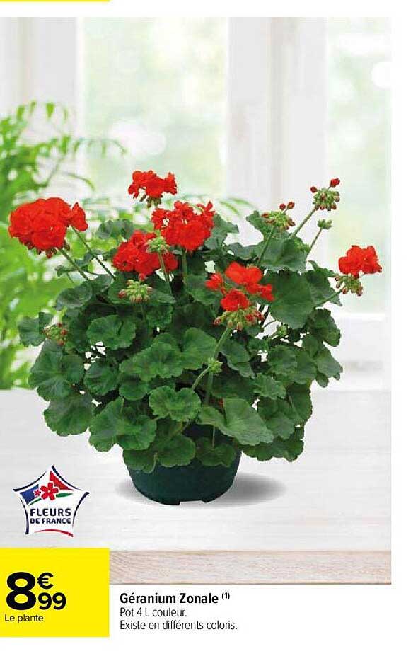 géranium zonale