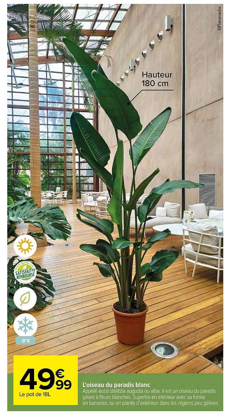 l'oiseau du paradis blanc