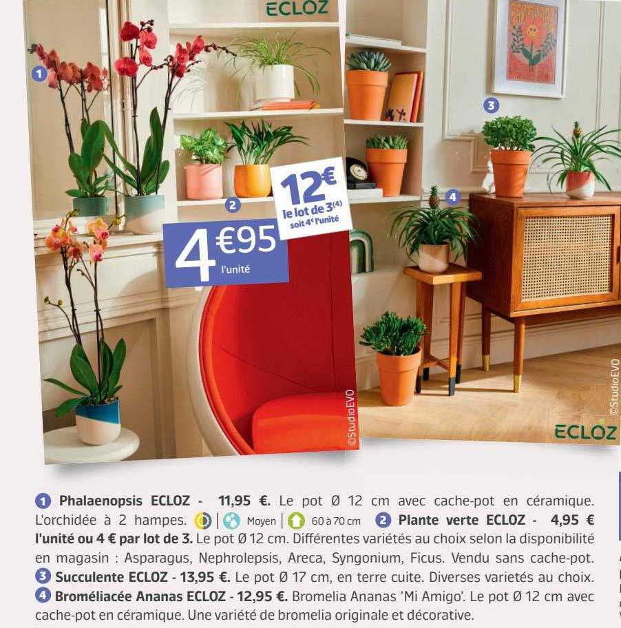 Phalaenopsis Ecloz, Plante Verte Ecloz, Succulente Ecloz, Broméliacée Ananas Ecloz