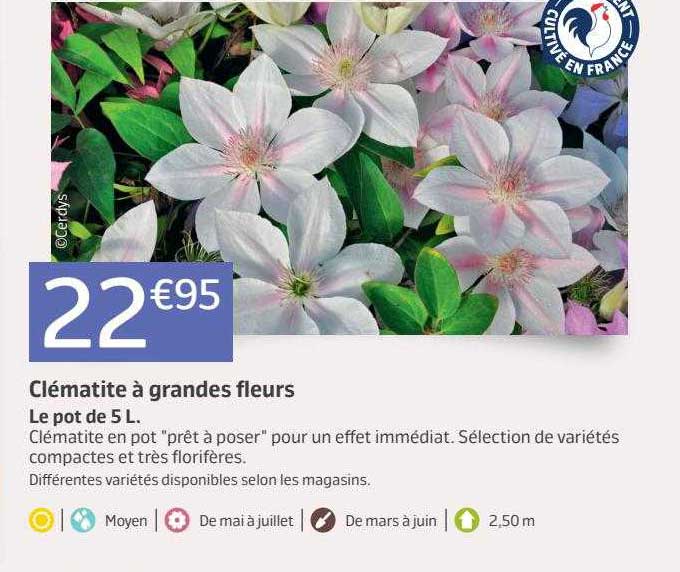 clématite à grandes fleurs