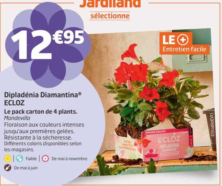 dipladénia diamantina ecloz