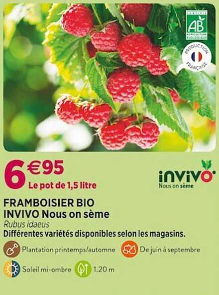 framboisier bio invivo nous on sème