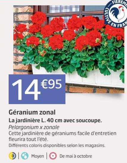 géranium zonal