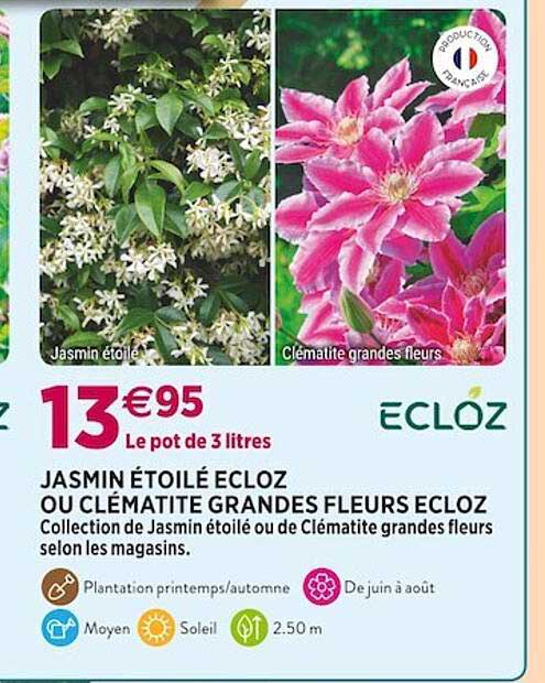 jasmin étoilé ecloz ou clématite grandes fleurs ecloz