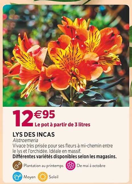 lys des incas