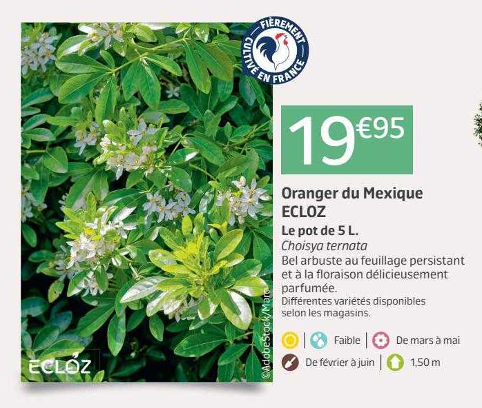 Oranger Du Mexique Ecloz