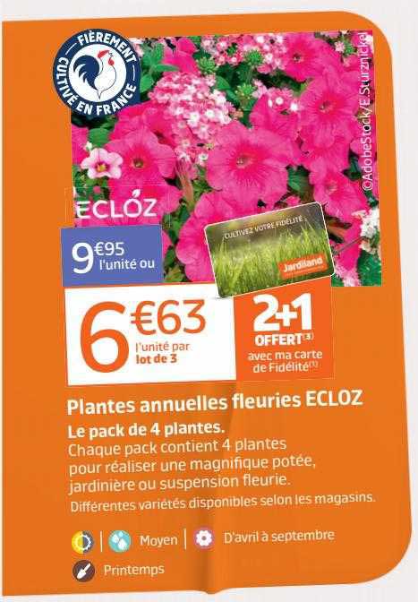 plantes annuelles fleuries ecloz