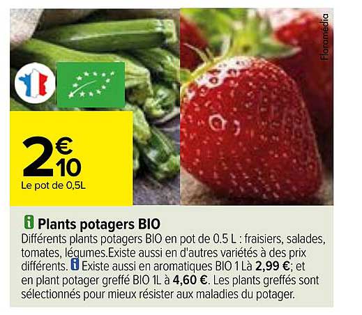 plants potager bio