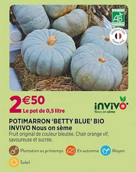 potimarron 'betty blue' bio invivo nous on sème