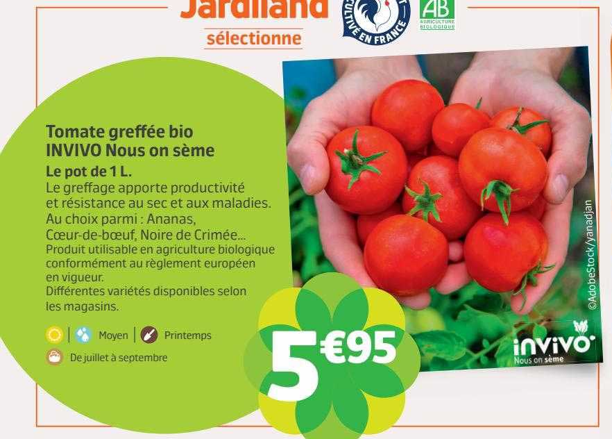 tomate greffée bio invivo nous on sème