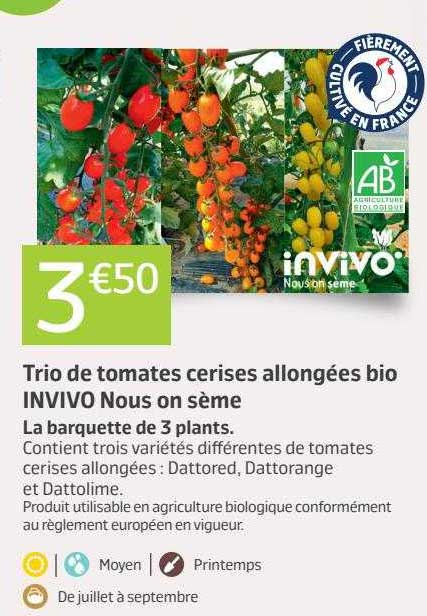 trio de tomates cerises allongées bio invivo nous on sème
