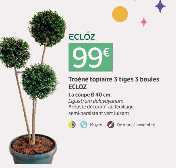 troène topiaire 3 tiges 3 boules ecloz