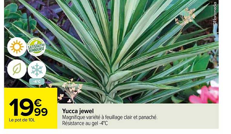 yucca jewel