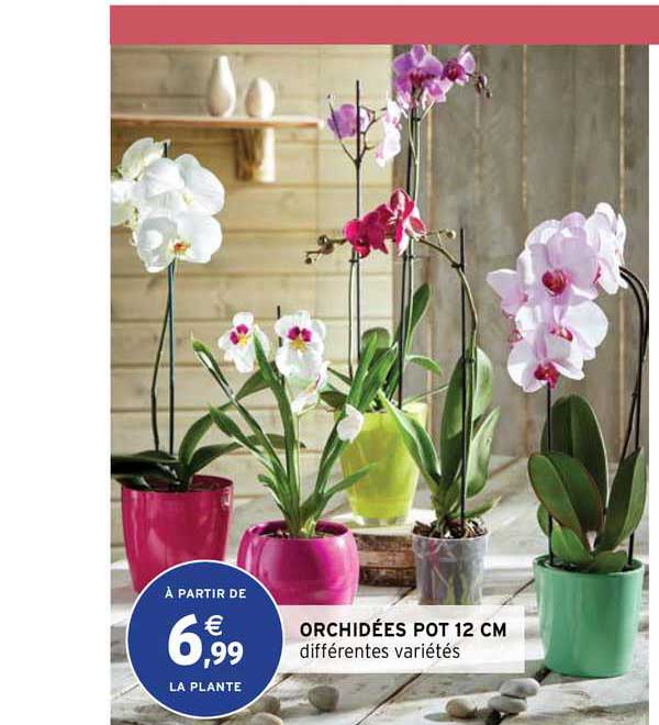 Orchidées Pot 12 Cm