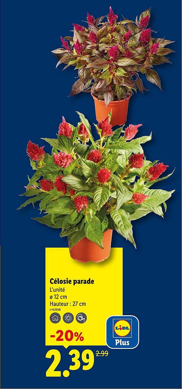 Célosie parade