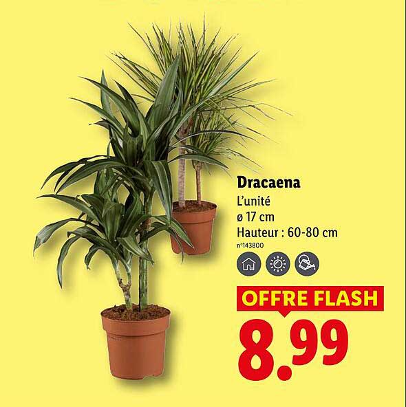 Dracaena